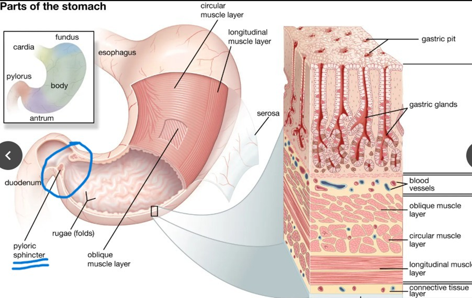 The Development Story of Pyloric Revision 8 Pilor Revision
