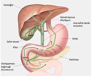 Pilor Revizyonunun Gelişim Öyküsü 9 Pilor Revizyonu 2